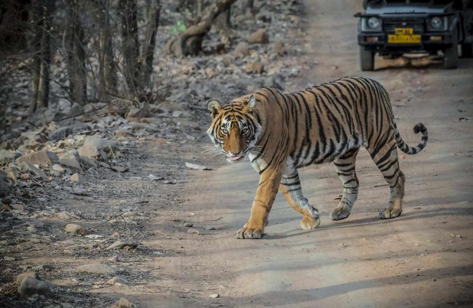 Ranthambore-scaled.jpg